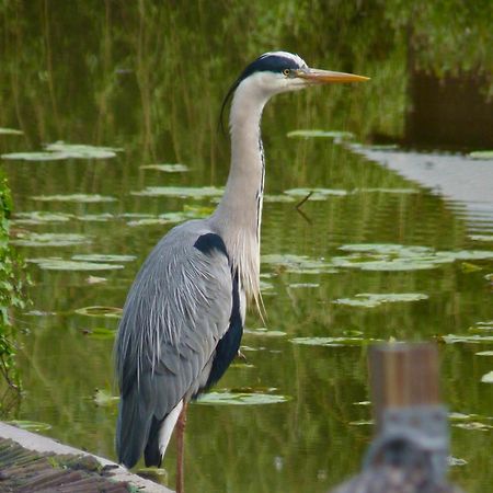 Rustig Gelegen Chalet Kapeki Met Tuin Aan Het Water Geel Exteriér fotografie